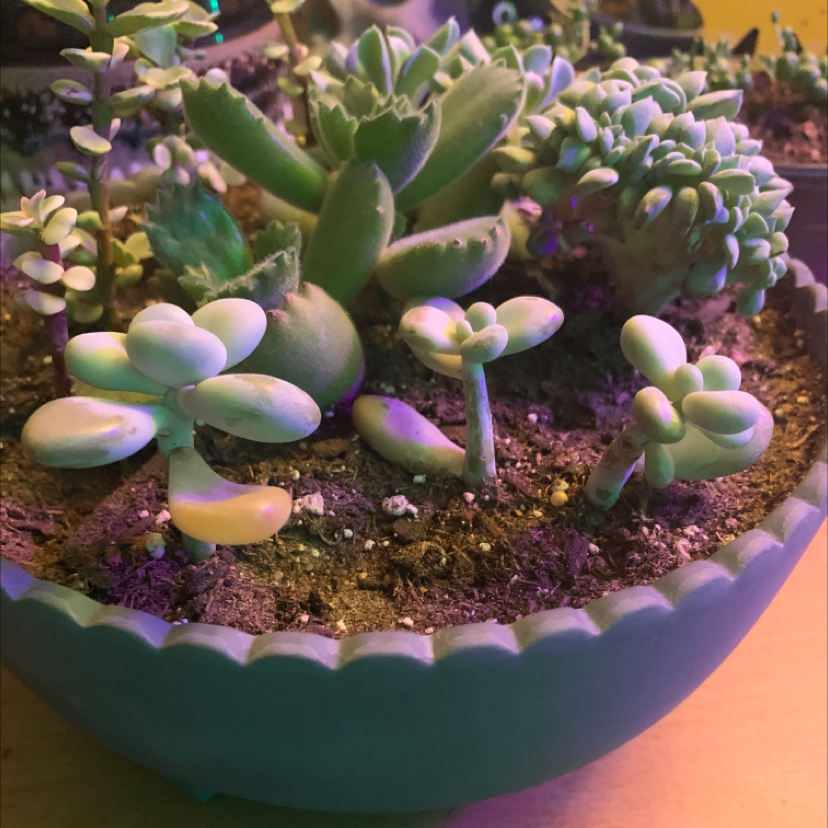 Potted succulent arrangement including Lavender Pebbles plant, with visible soil.