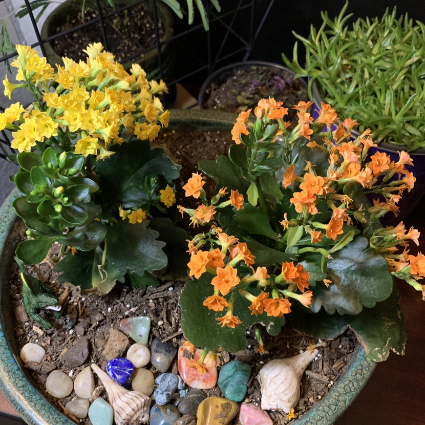 Florist Kalanchoe plant photo by @PlantDaddy970 named Katy on Greg, the plant care app.