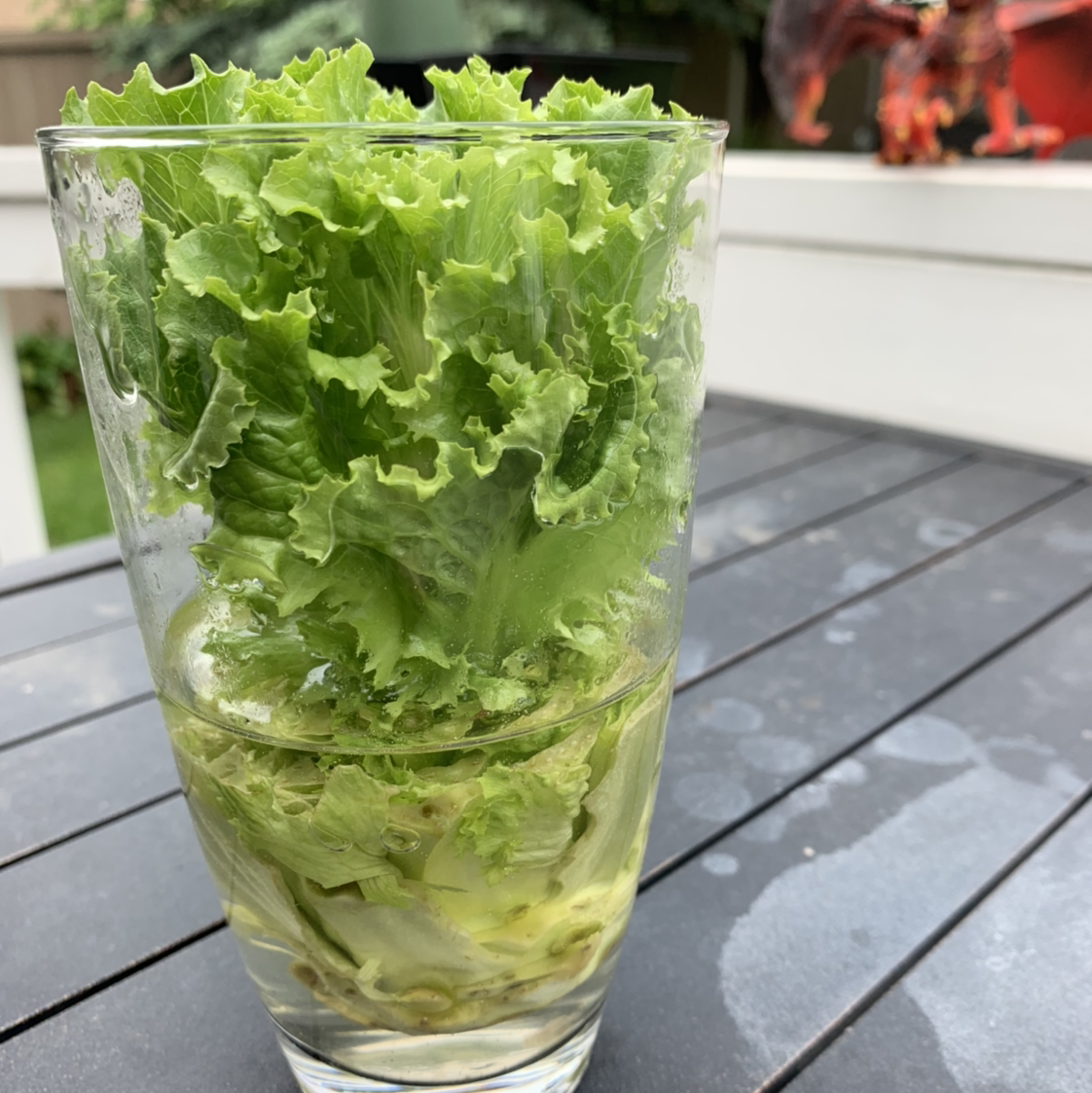 Photo of the plant species Garden Lettuce by Alexander named Onii-chan on Greg, the plant care app