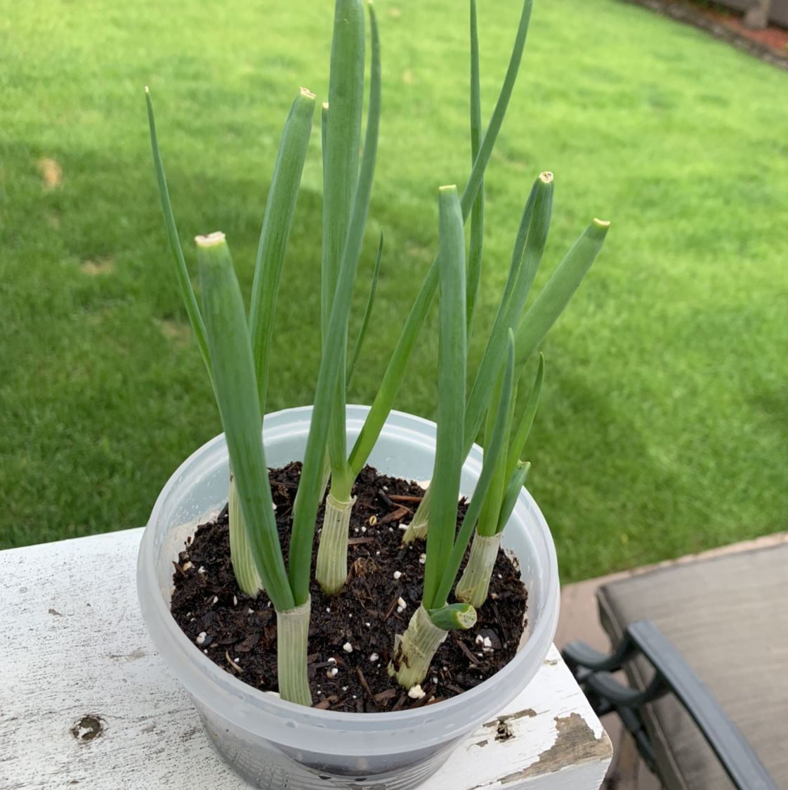 Photo of the plant species Long Green Onion by Alexander named Growth on Greg, the plant care app