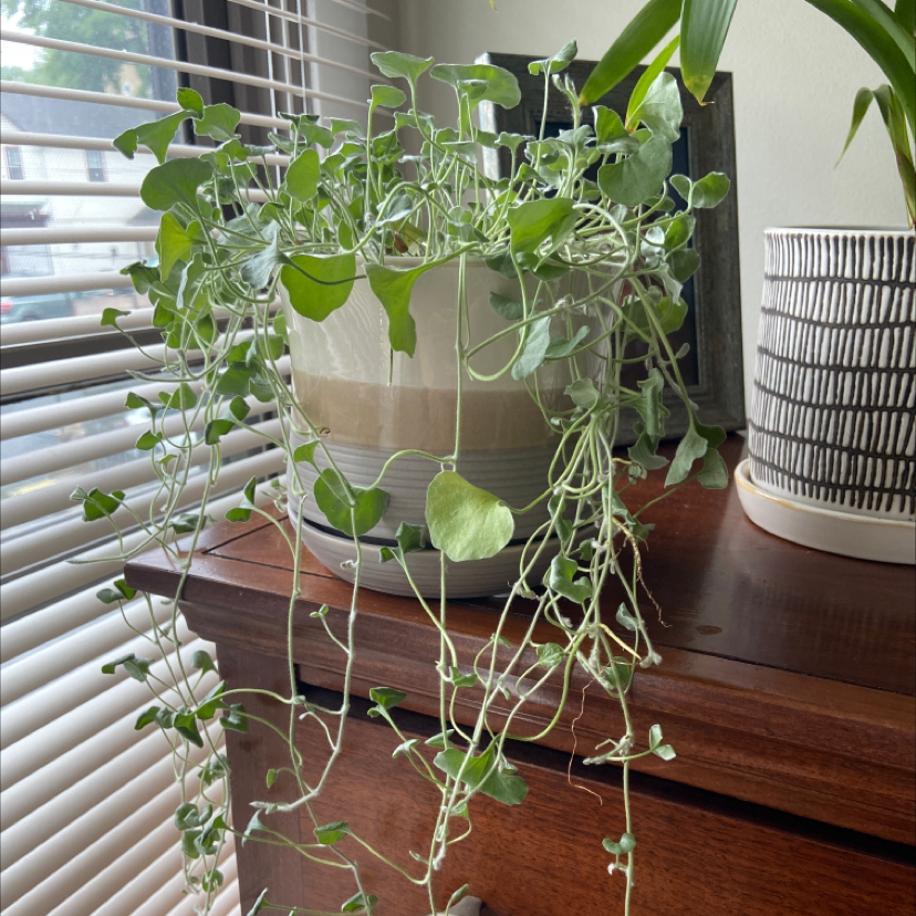 Silver Ponysfoot plant in a pot on a wooden surface near a window, trailing stems.