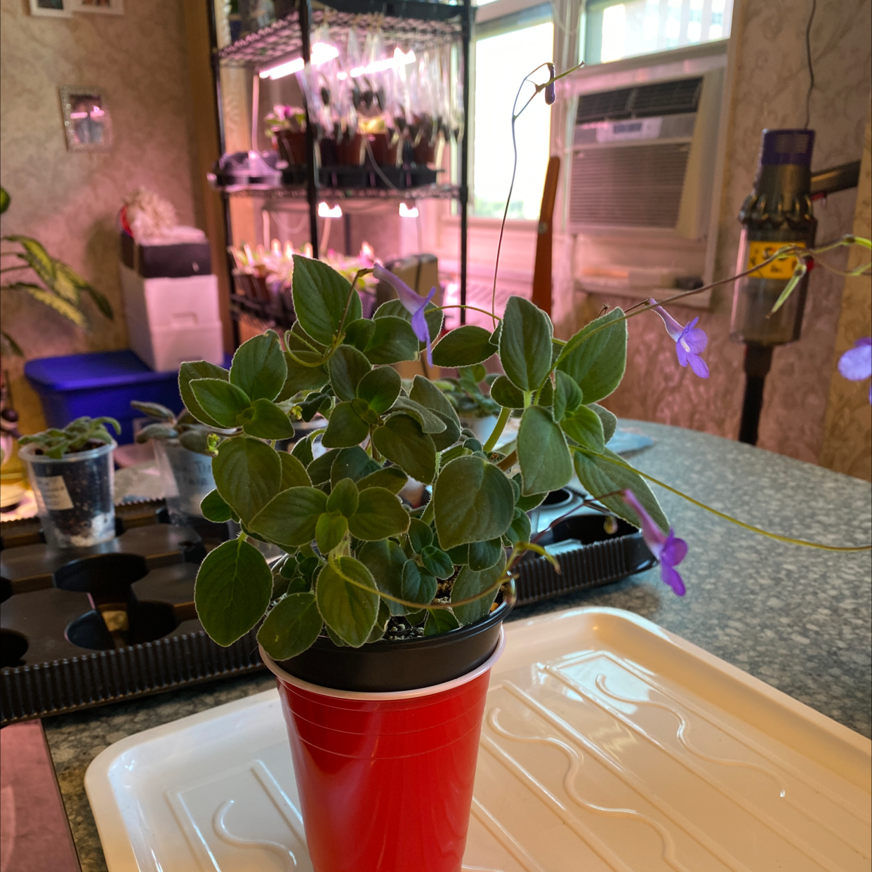 Cape Primrose plant in a red pot with purple flowers, placed on a tray indoors.