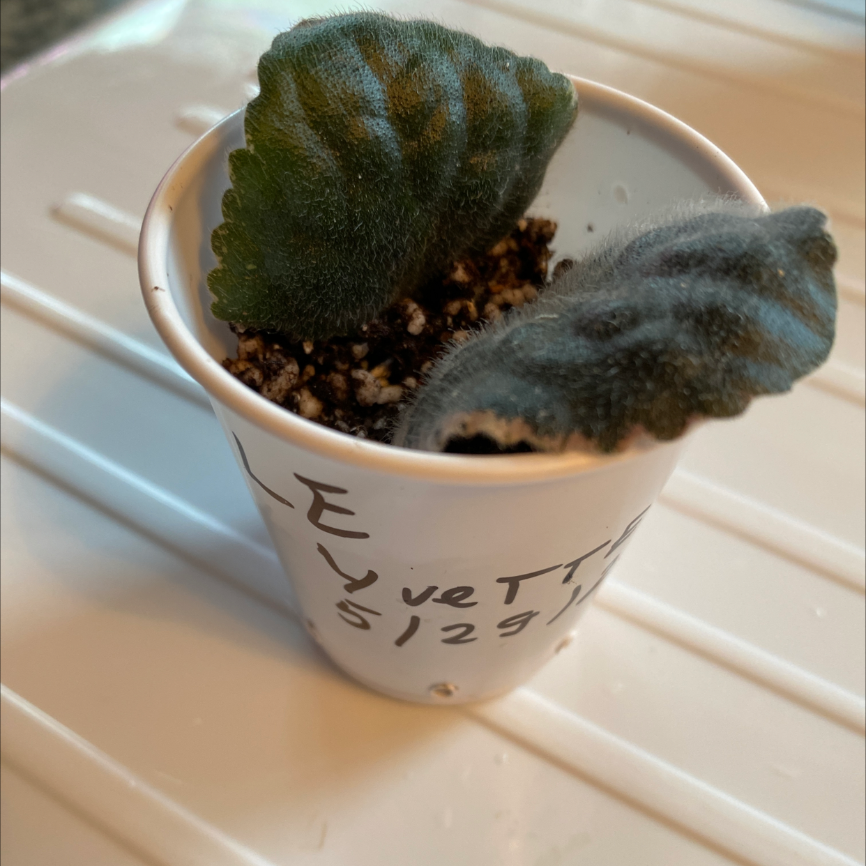 Bishop's Cap Cactus in a white pot with visible soil, placed on a white surface.