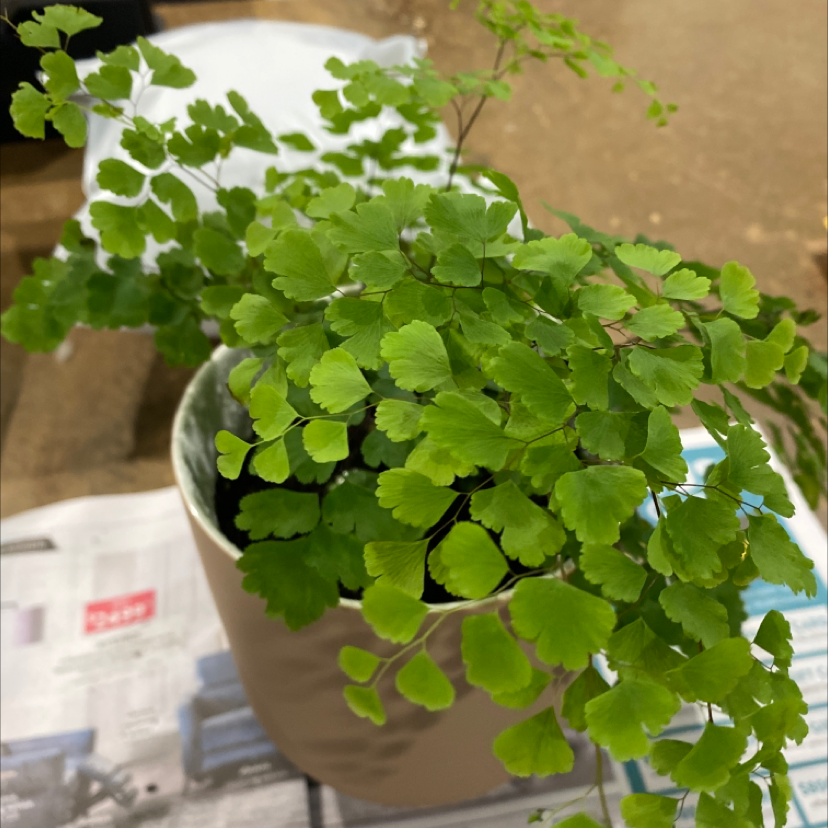 Photo of the plant species Hemionitis raddiana by Leah named Kendall on Greg, the plant care app