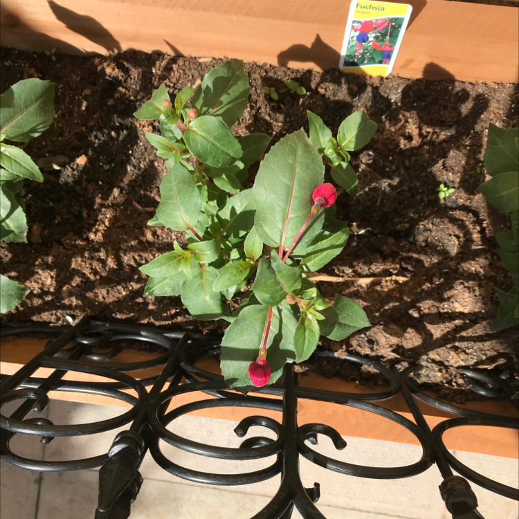 Photo of the plant species Balfour's Touch-Me-Not by Mike named Your plant on Greg, the plant care app