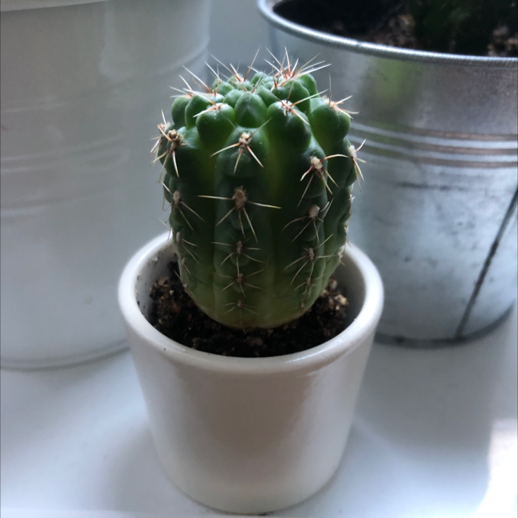 Healthy Blue Columnar Cactus in a white pot with visible soil.