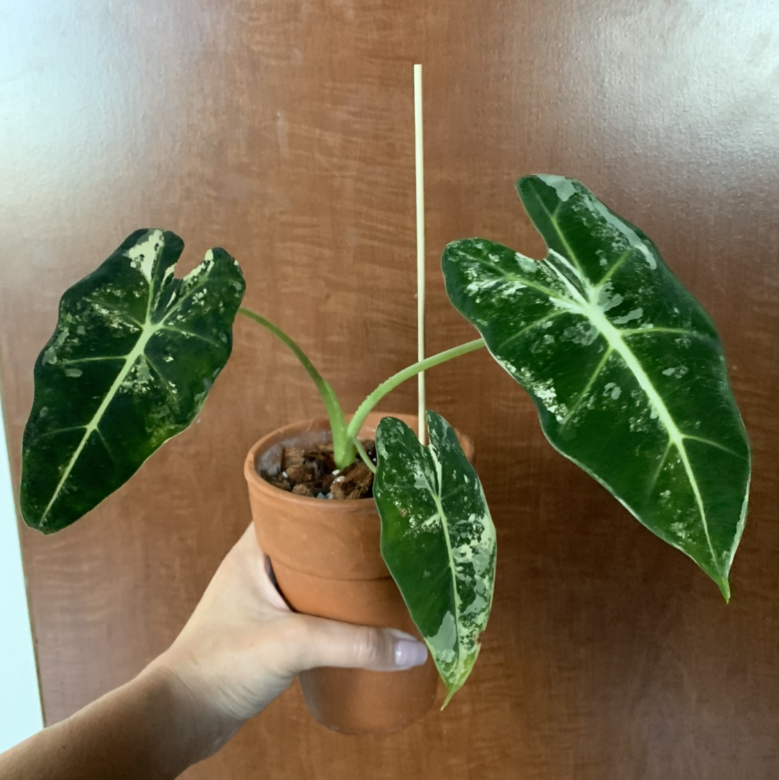 Variegated Alocasia frydek plant in a terracotta pot held by a hand, showing three large variegated leaves.