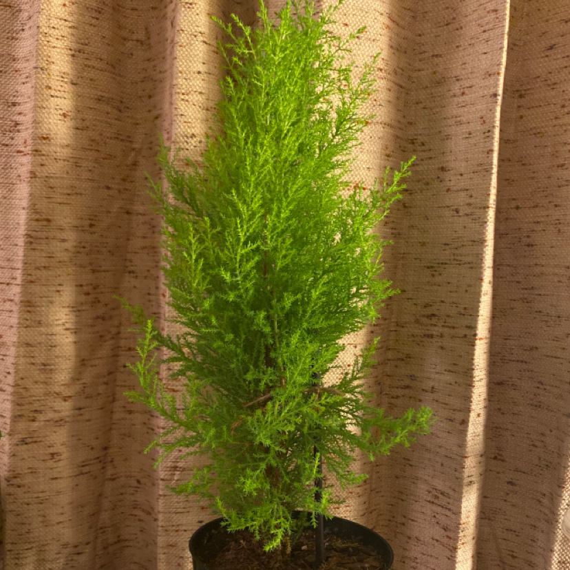 Cupressus macrocarpa plant in a pot with vibrant green foliage.