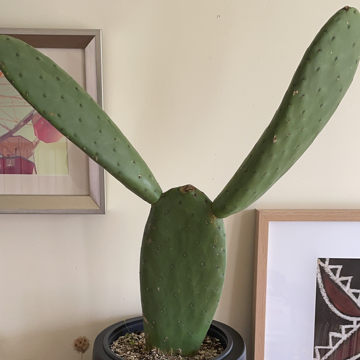 Photo of the plant species Barbary Fig by Katie named Bobo the Bunny on Greg, the plant care app