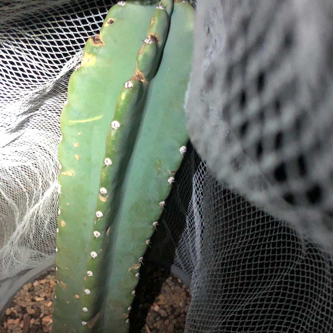 San Pedro Cactus in a netted enclosure with visible soil.