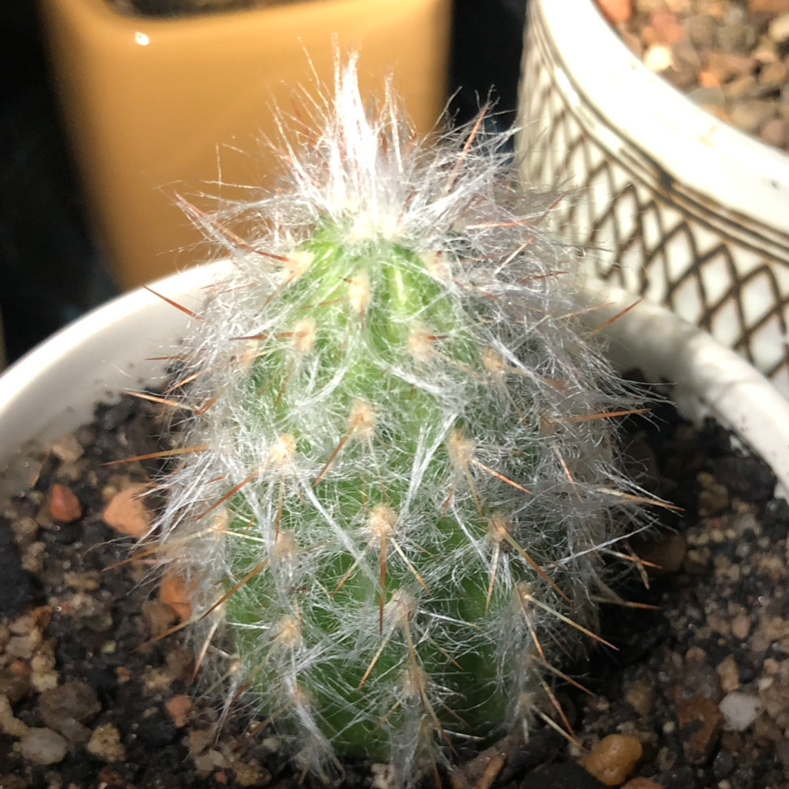 A healthy Old Man of the Andes cactus with white, hair-like spines in a pot.