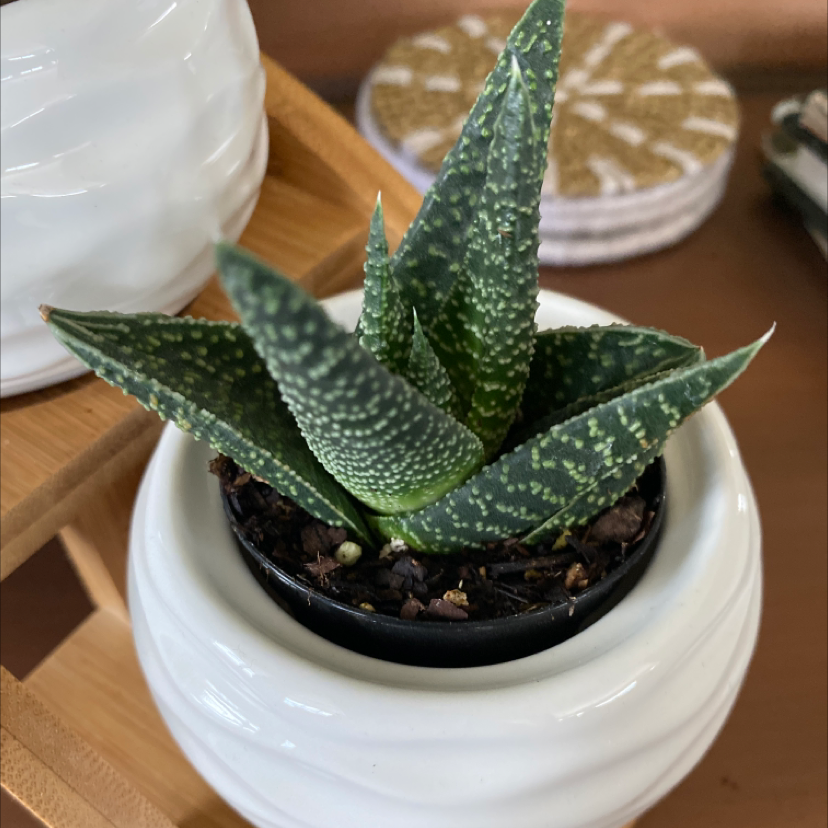 Bredasdorp Gasteria plant in a small pot with visible soil, healthy dark green leaves with white speckles.