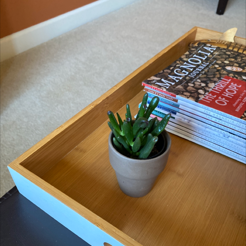 Gollum Jade plant in a pot on a wooden tray with books in the background.