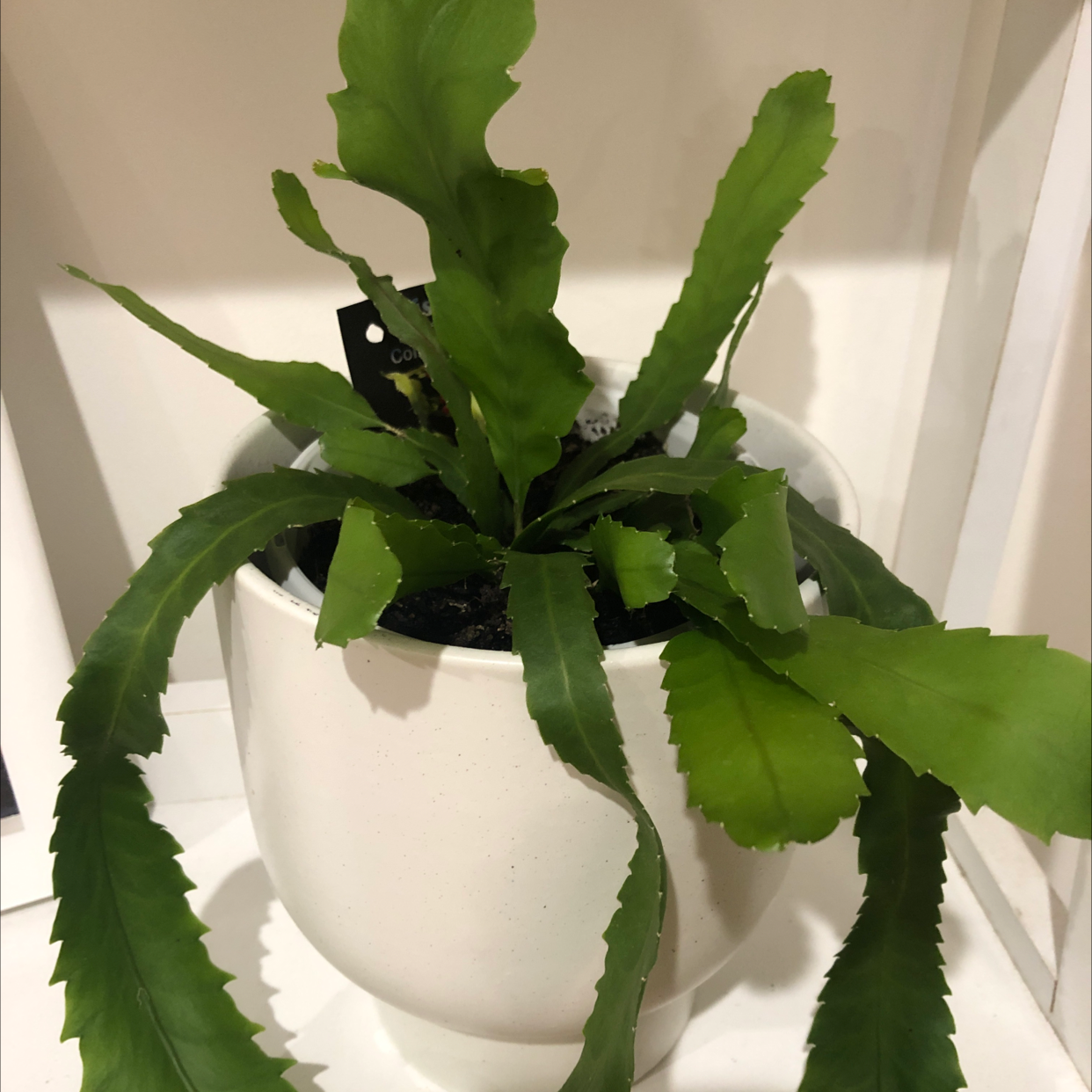 Japanese Bird's Nest Fern in a white pot with vibrant green leaves.