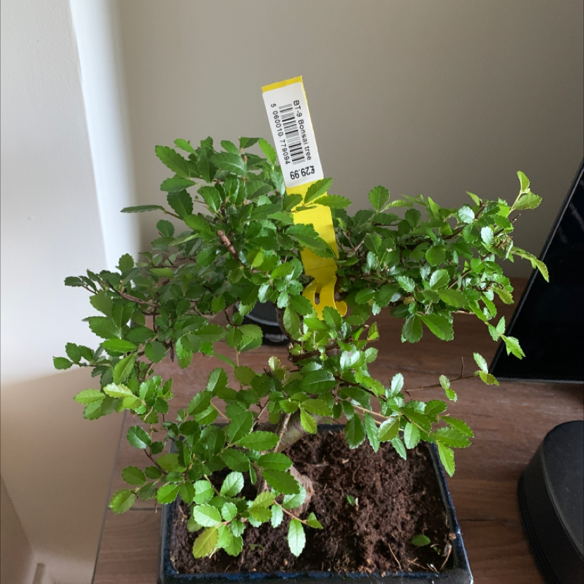 Healthy Chinese Elm bonsai tree in black rectangular pot with vibrant green foliage and visible well-draining soil surface.