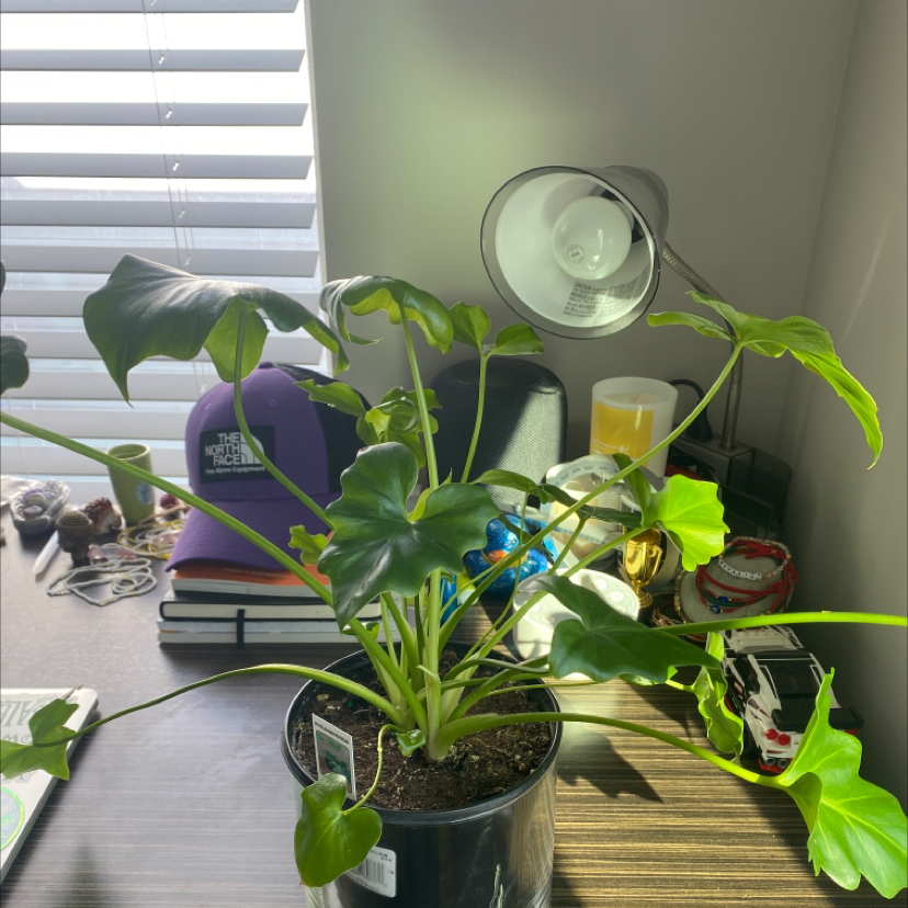 Philodendron Xanadu plant in a pot on a table, with visible soil and vibrant green leaves.