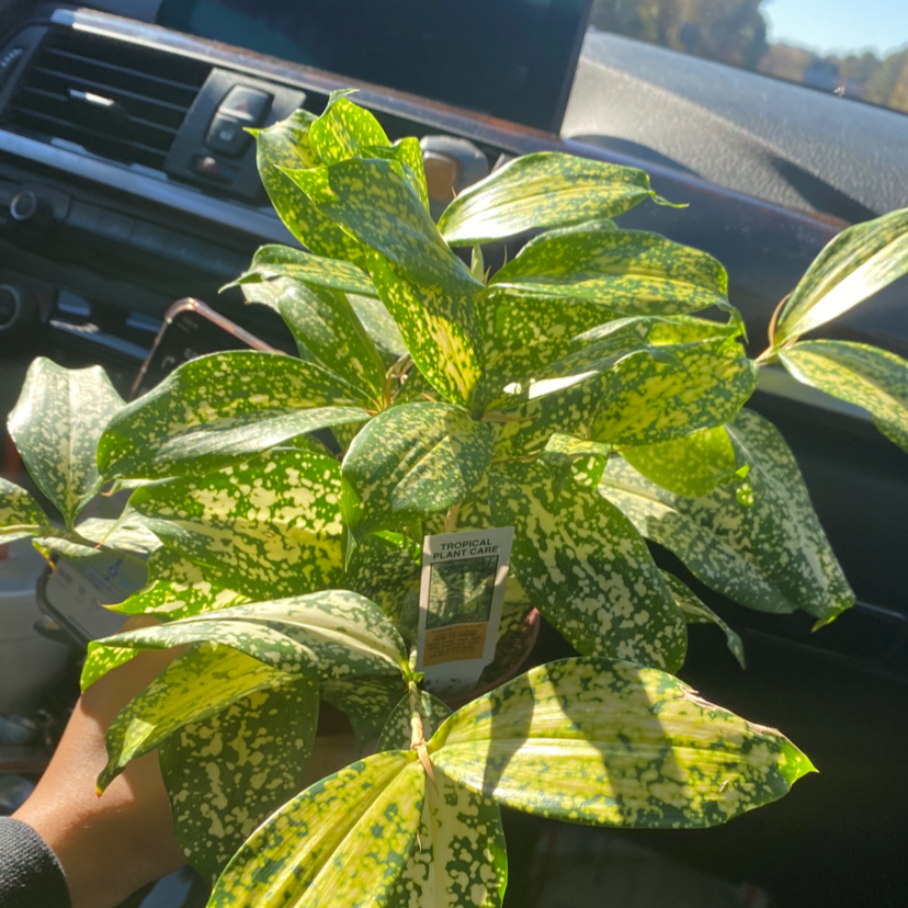 Healthy Gold Dust Dracaena plant with vibrant green and yellow spotted leaves, held by a human hand in a car.