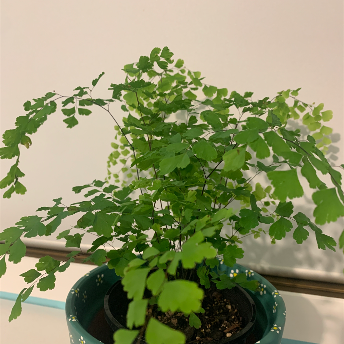 Pacific Maidenhair Fern in a pot with vibrant green leaves.