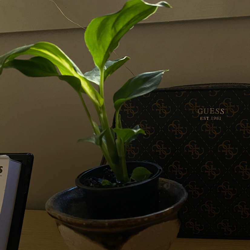 Dieffenbachia 'Camille' plant in a small pot with vibrant green leaves.