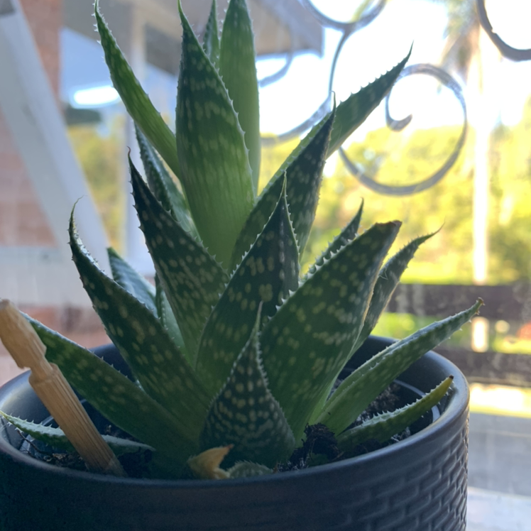 Zebra Plant plant photo by @Gabwhalland named SuccuBrent on Greg, the plant care app.