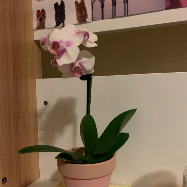Mini Phalaenopsis Orchid plant photo by @Gabwhalland named Dolores on Greg, the plant care app.
