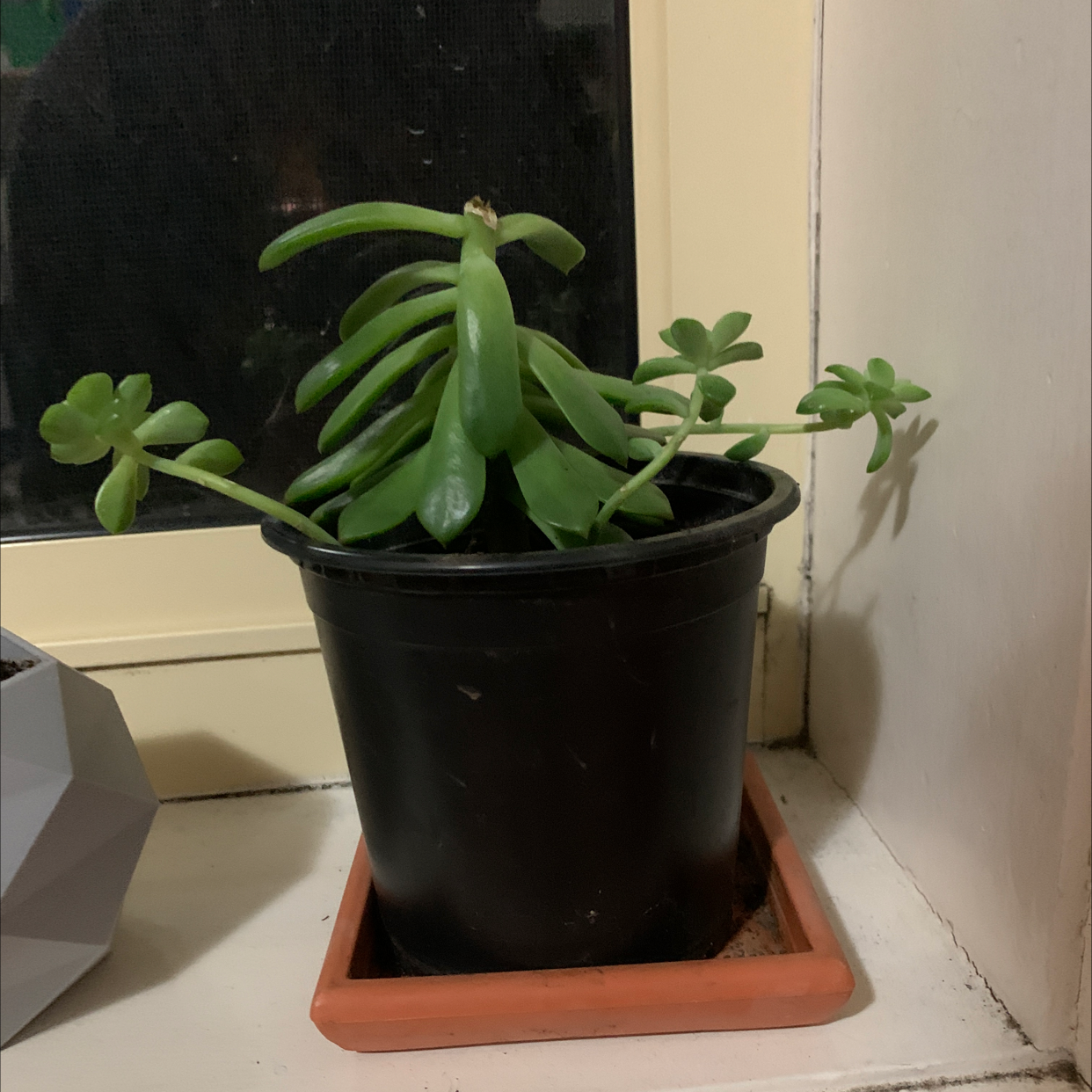 Pale Stonecrop plant in a black pot on a terracotta saucer, placed by a window.