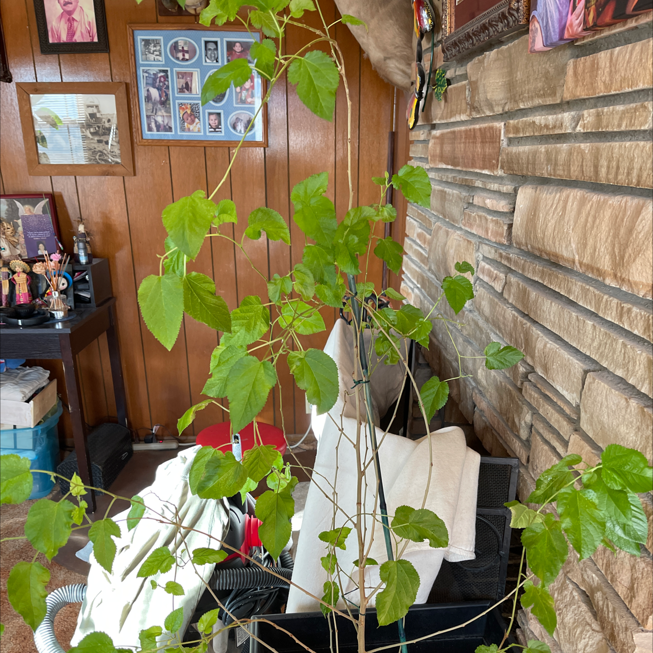 White Mulberry plant indoors in a pot with healthy green leaves.