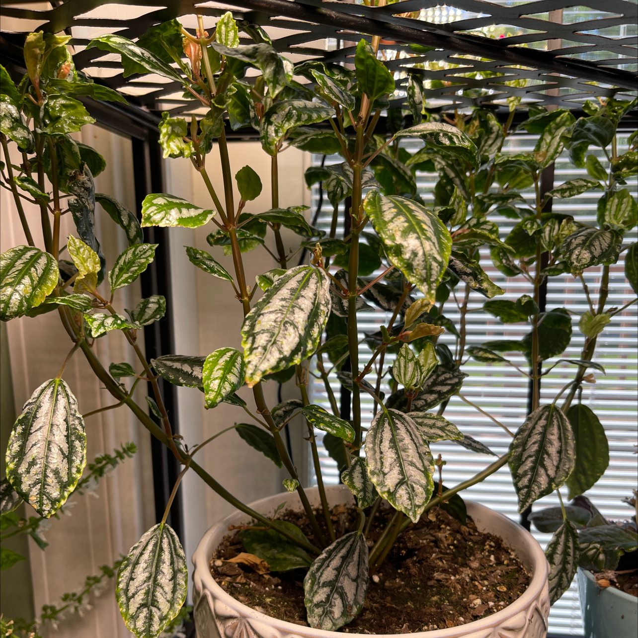 Aluminum Plant plant photo by Stephanie named Ally on Greg, the plant care app.