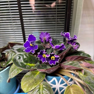 African Violet plant in York, Pennsylvania