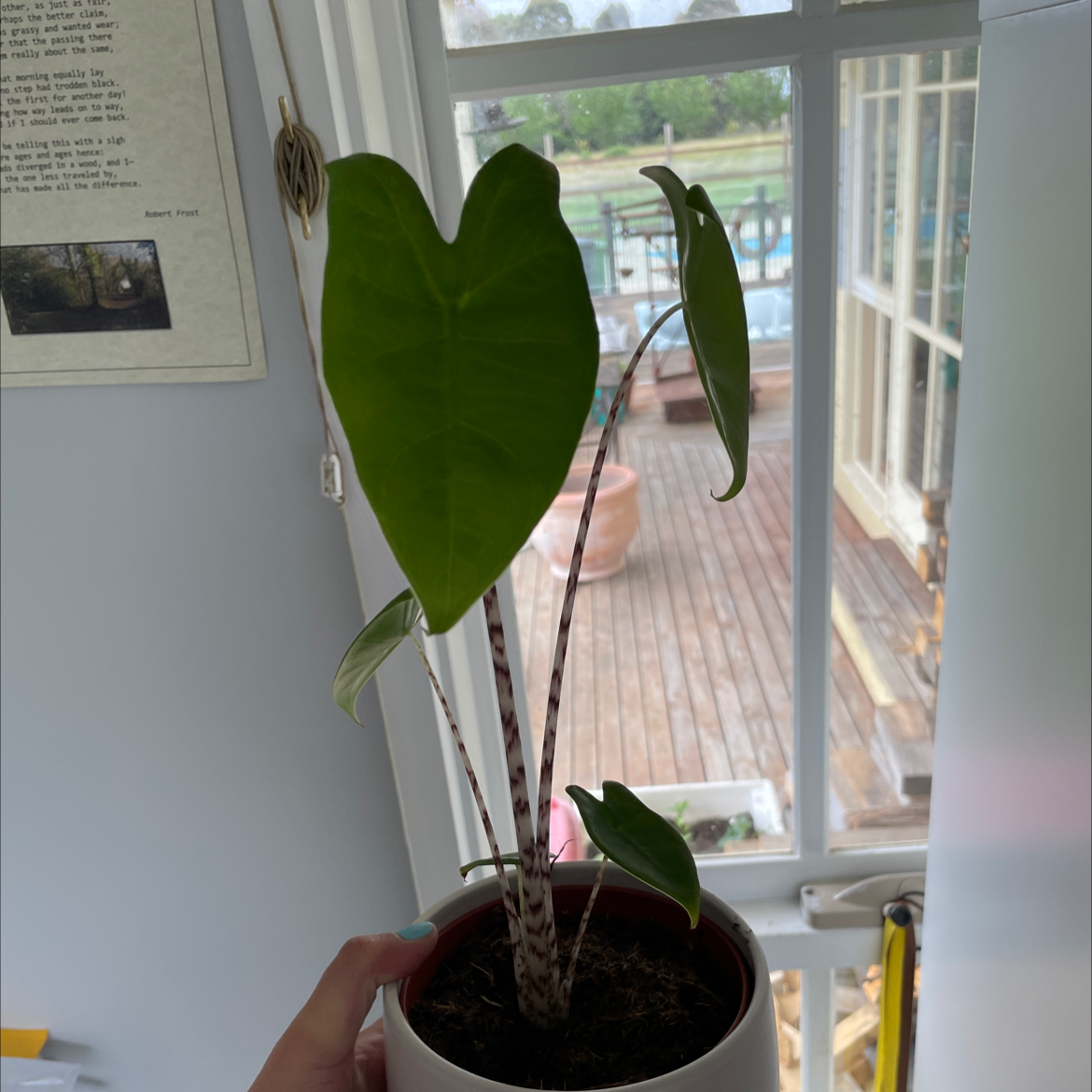 Photo of the plant species Little Zebrina Alocasia by @ard.thresher named Athena on Greg, the plant care app