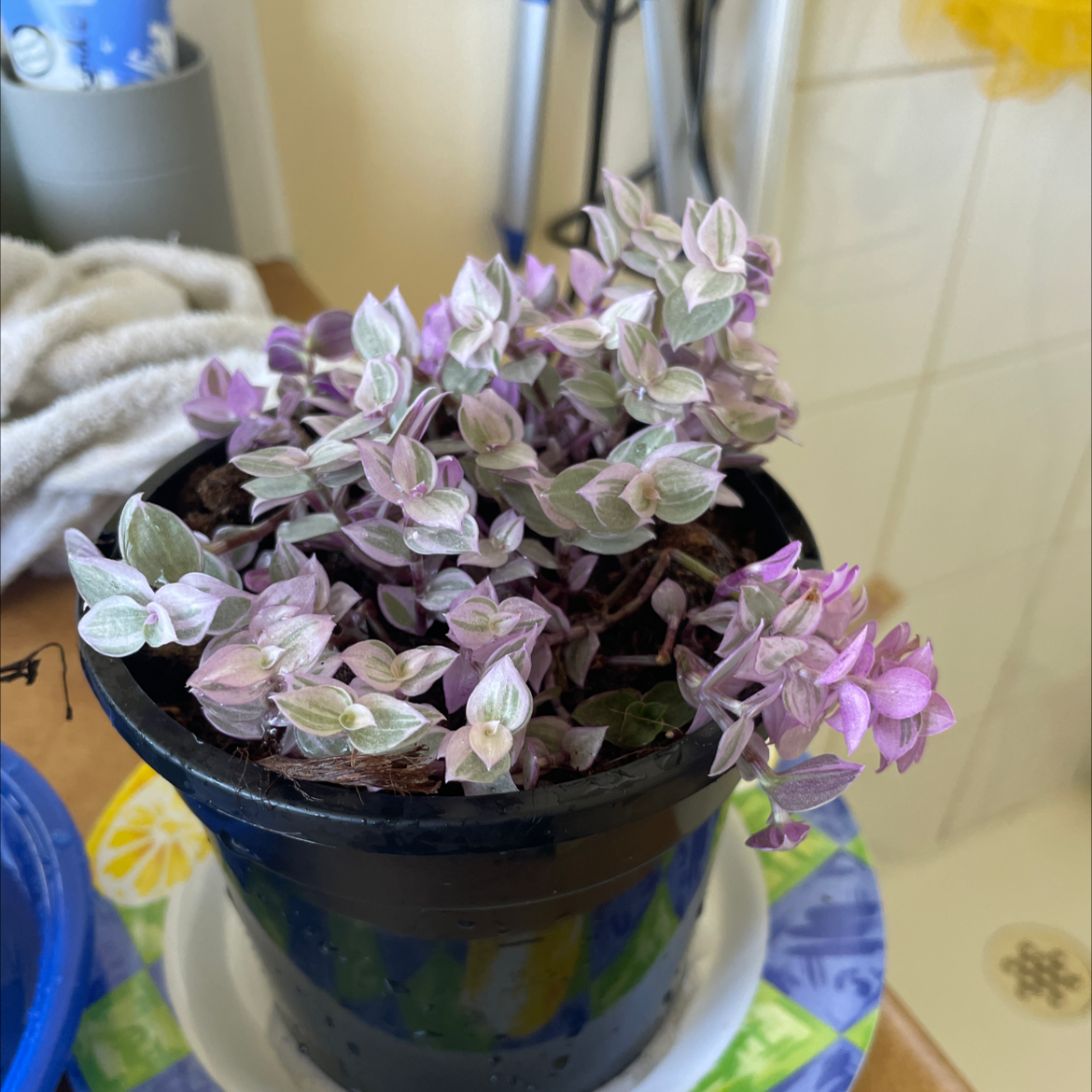 Callisia Pink Panther plant in a black pot with variegated pink and green leaves.