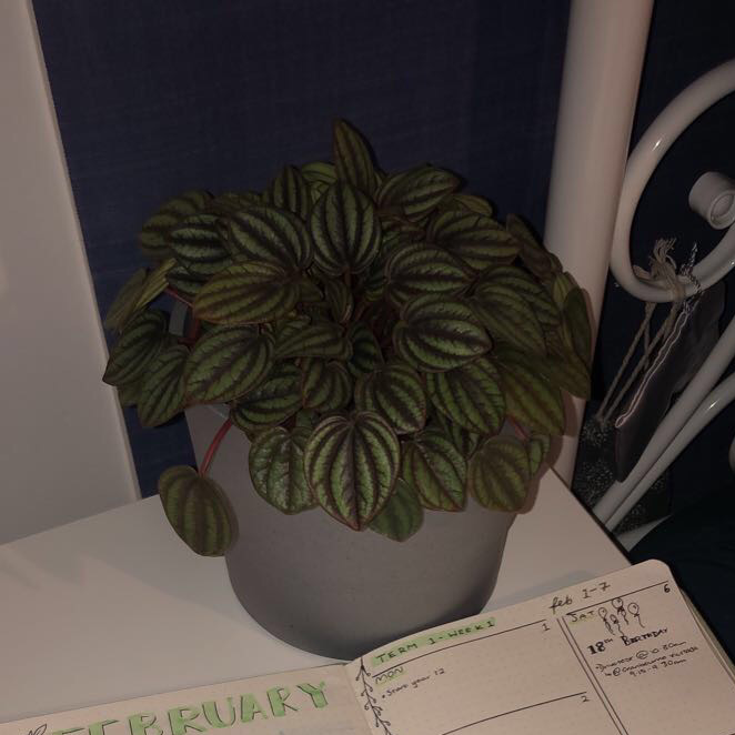 Photo of the plant species Piccolo banda by @ard.thresher named darling (Hestia) on Greg, the plant care app