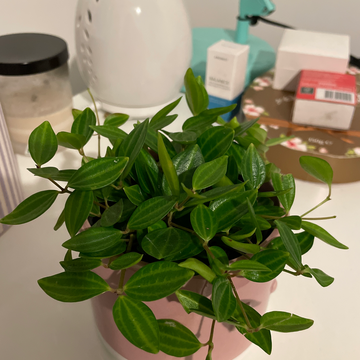 Photo of the plant species Rana Verde Peperomia by @ard.thresher named Persephone on Greg, the plant care app