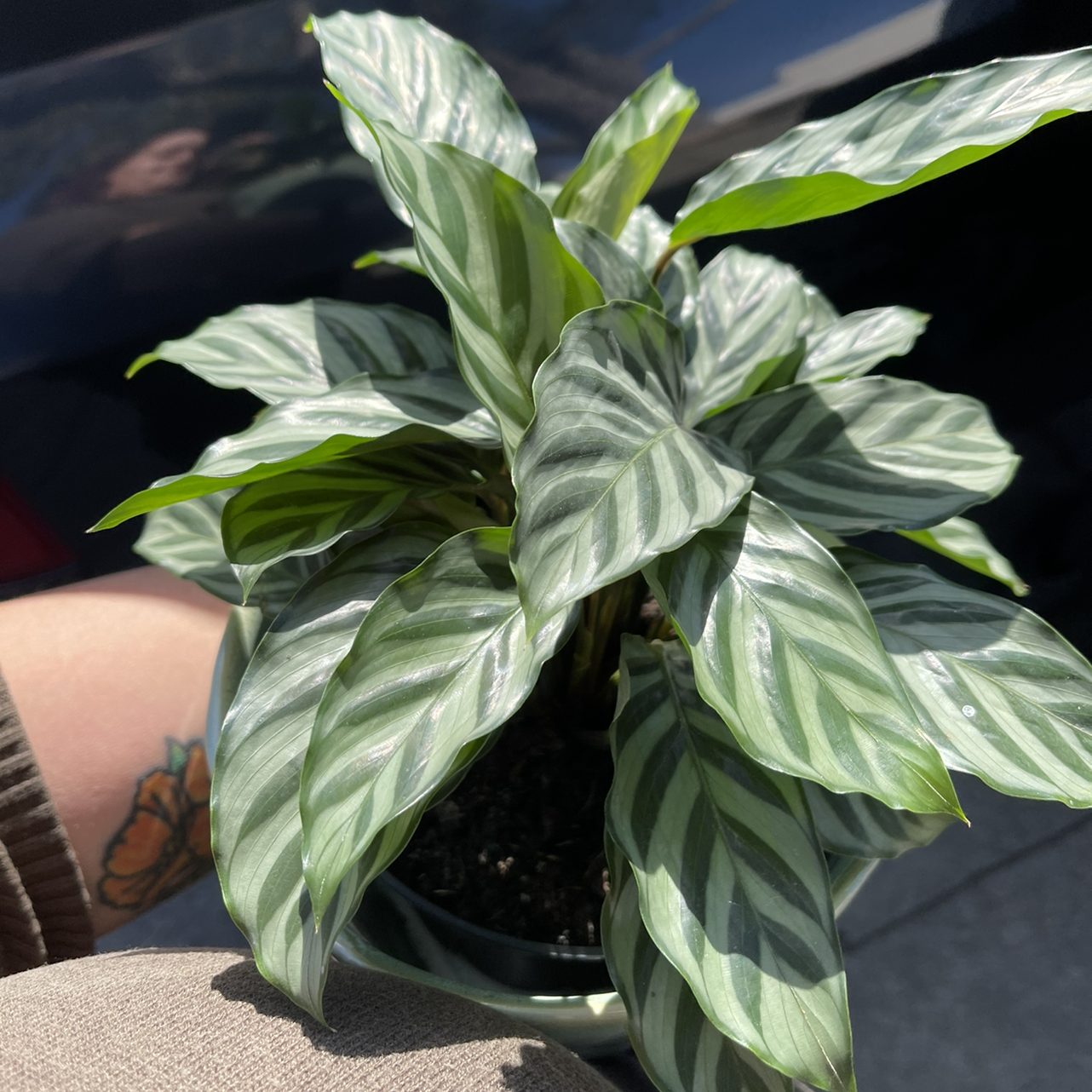 Healthy Cathedral Windows plant with variegated leaves, held by a person.