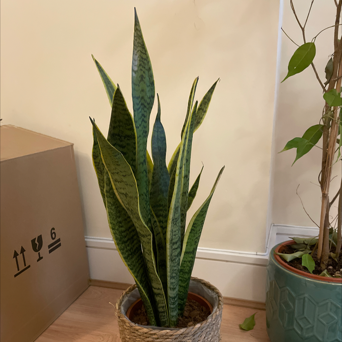 Sansevieria 'Lauren' plant in a woven basket pot with another plant in the background.