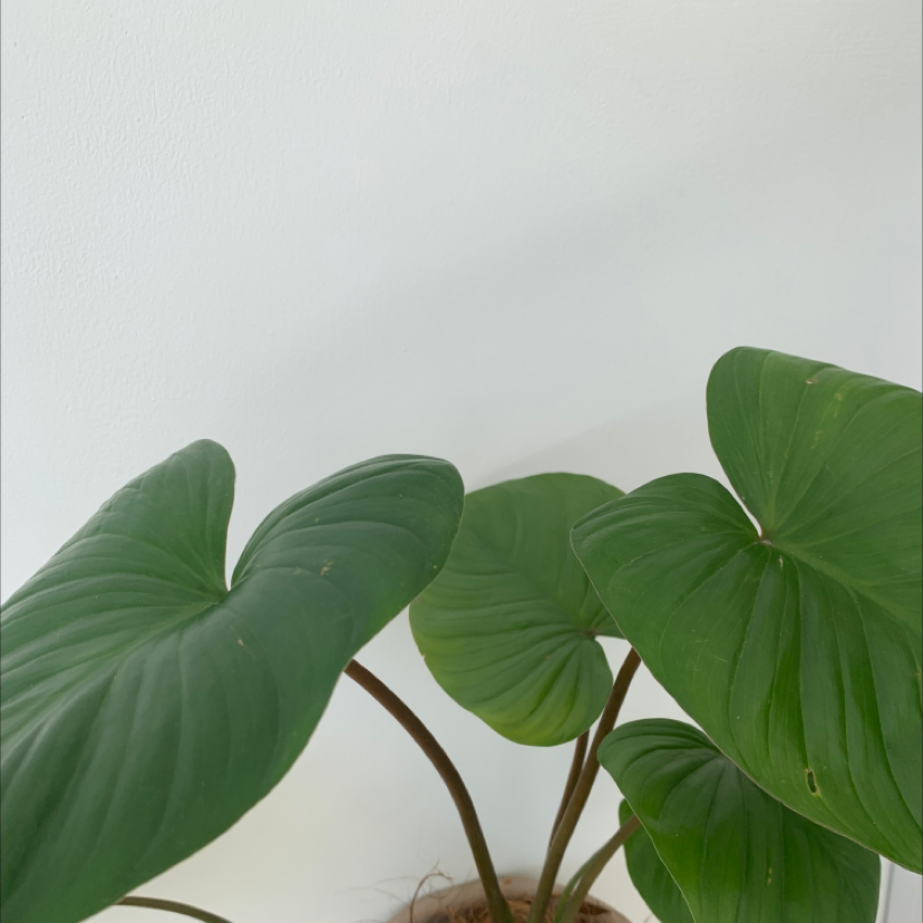 Photo of the plant species Homalomena truncata by @monicarize named Luna on Greg, the plant care app