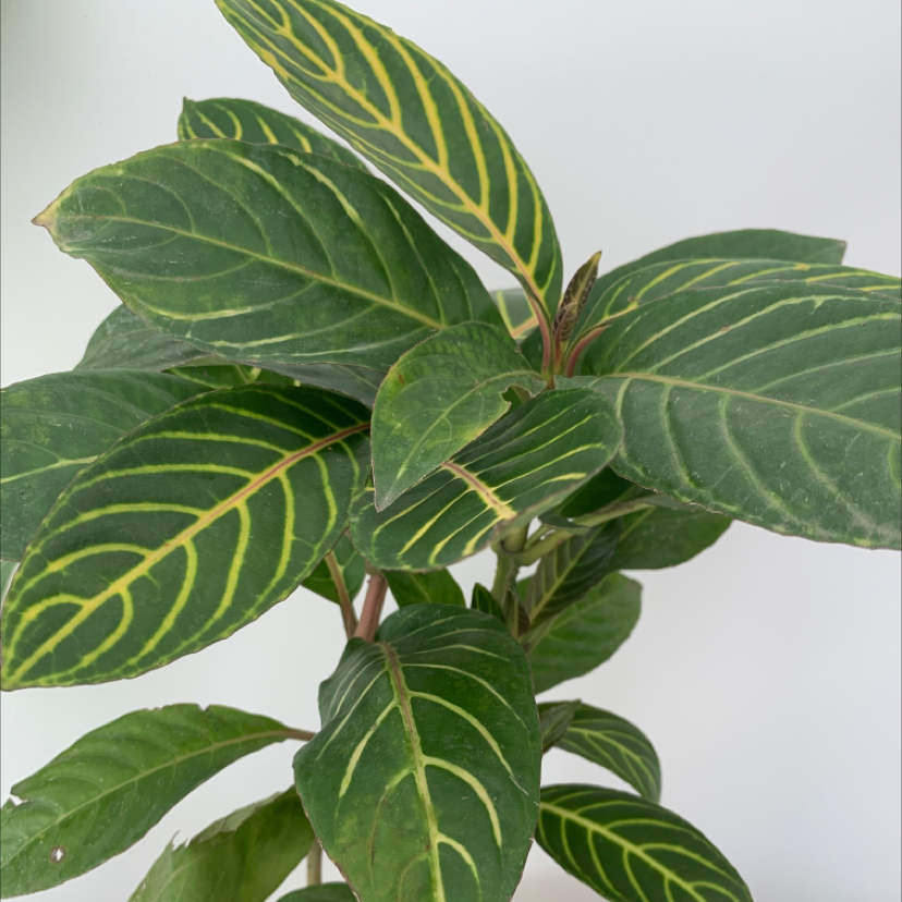 Plant care for Acanthaceae on Greg, the plant care app