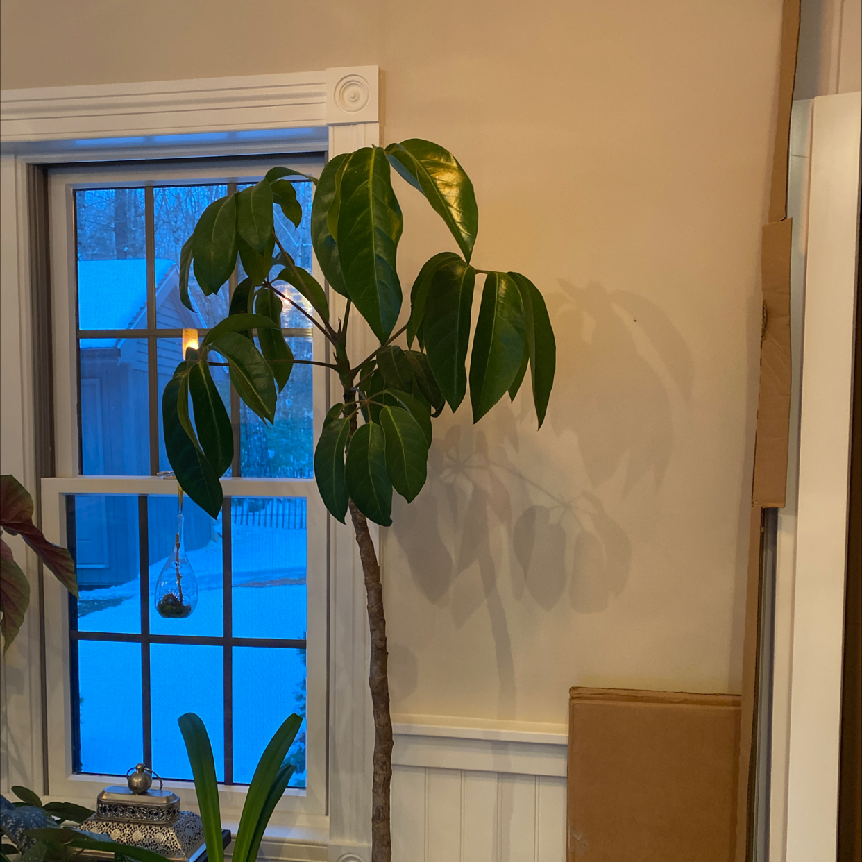 Healthy, thriving umbrella tree plant with glossy green foliage situated next to a bright window in an indoor setting.