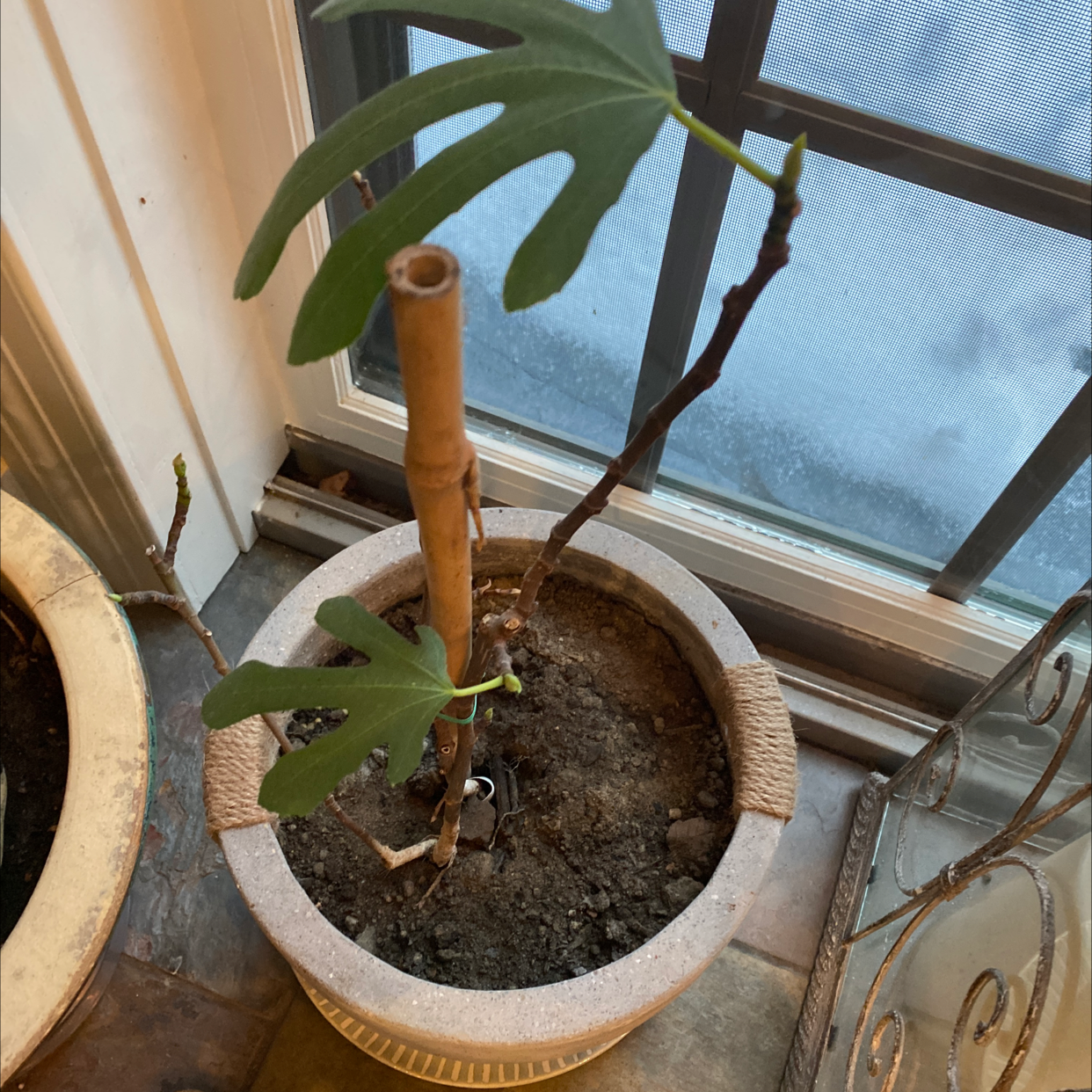 Potted Brown Turkey Fig plant indoors near a window with a few green leaves and bare stem.