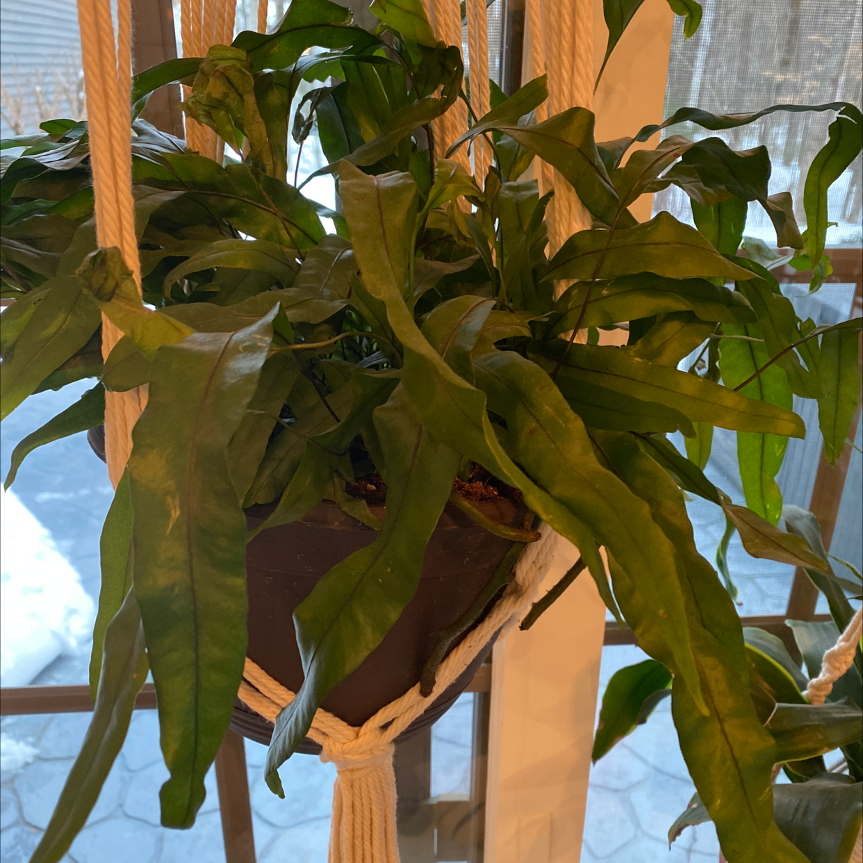 Blue Star Fern in a hanging pot with green leaves, indoors near a window.