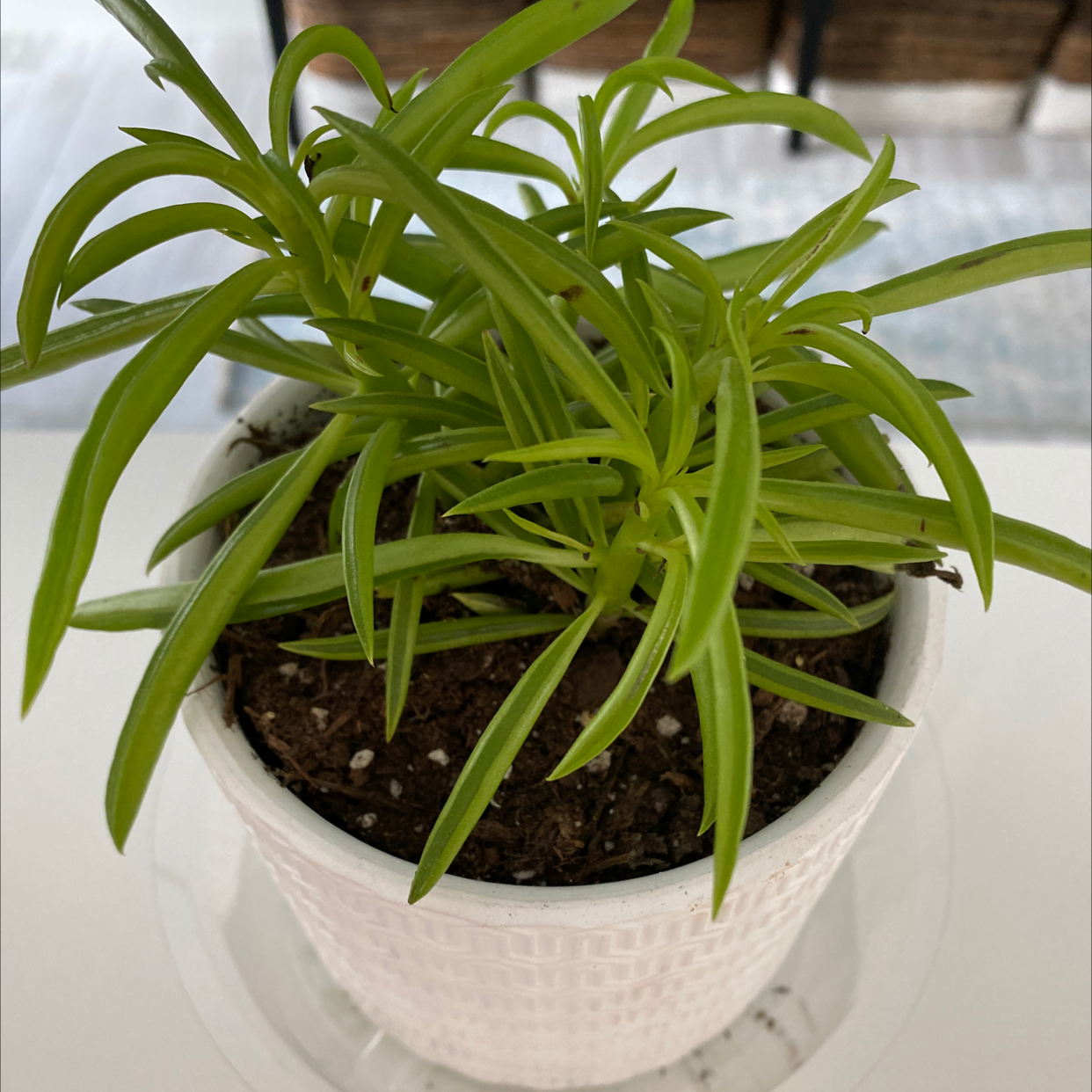 Healthy Pincushion Peperomia plant in a white pot with visible soil.
