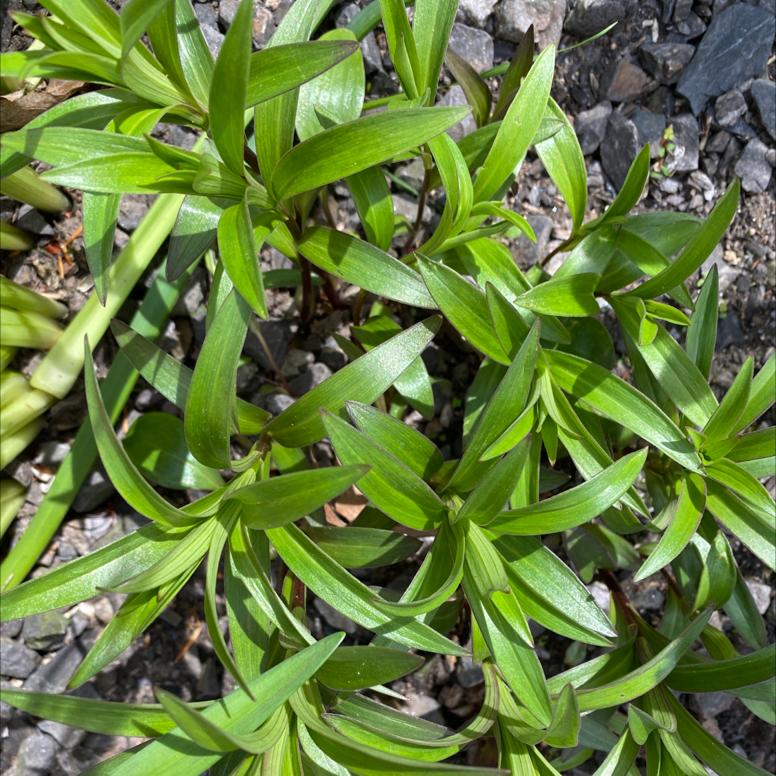 Healthy Chinese Pink plant with elongated green leaves growing in rocky soil.