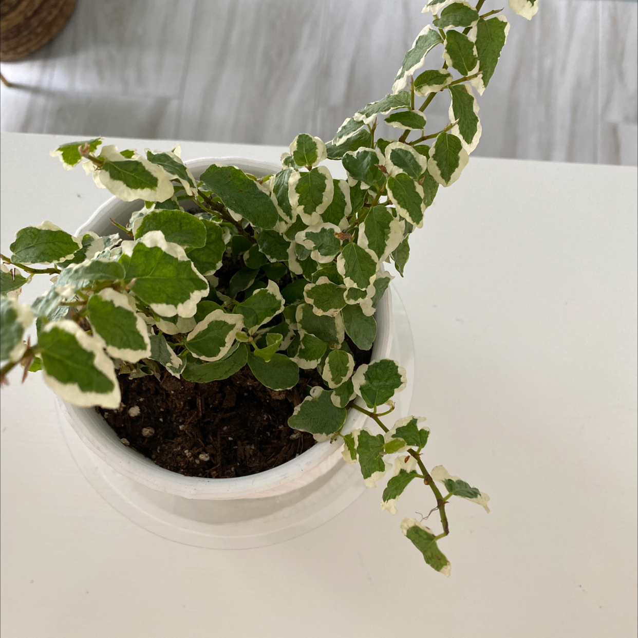 A thriving variegated Creeping Fig plant with abundant foliage trailing over the sides of a white ceramic pot.