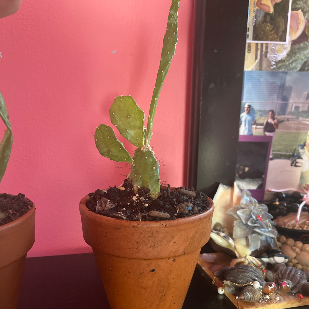 Potted Brazilian Pricklypear plant with visible soil in a terracotta pot.