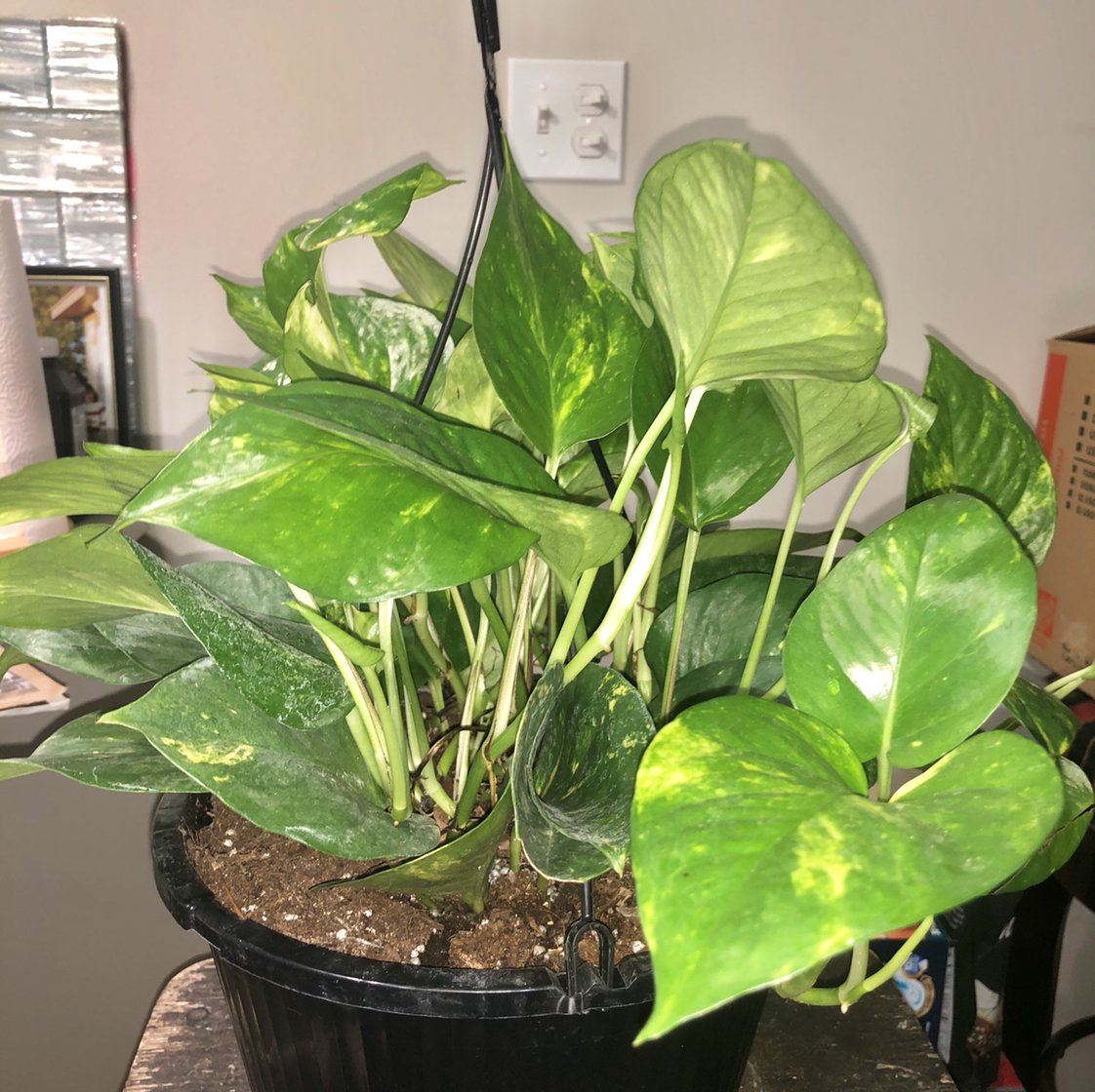 Photo of the plant species Minor Sun Pitcher by Kenza named Paloma on Greg, the plant care app
