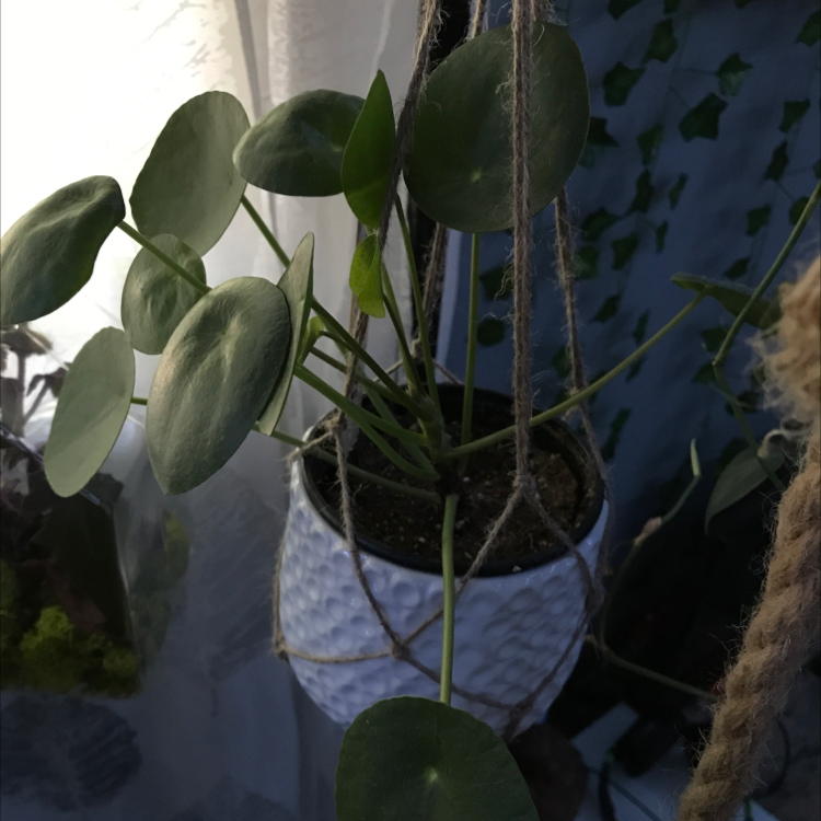 Chinese Money Plant plant photo by Amelia named patrick on Greg, the plant care app.