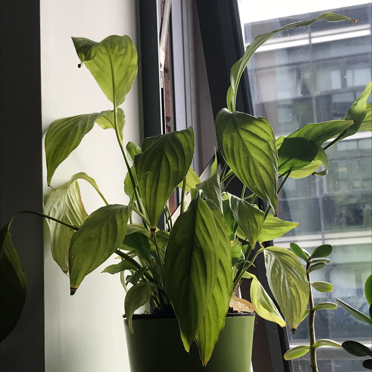 Peace Lily plant photo by Keelan named Lil' on Greg, the plant care app.