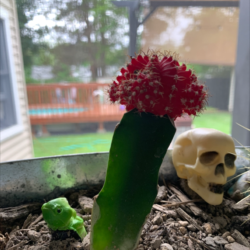 Moon Cactus plant photo by Emory named Jacob on Greg, the plant care app.
