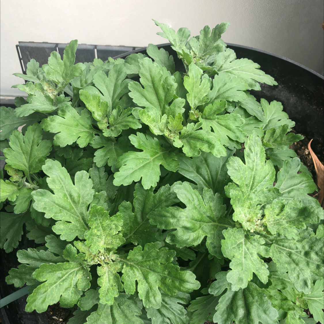 Healthy Mugwort plant with green lobed leaves in a pot.