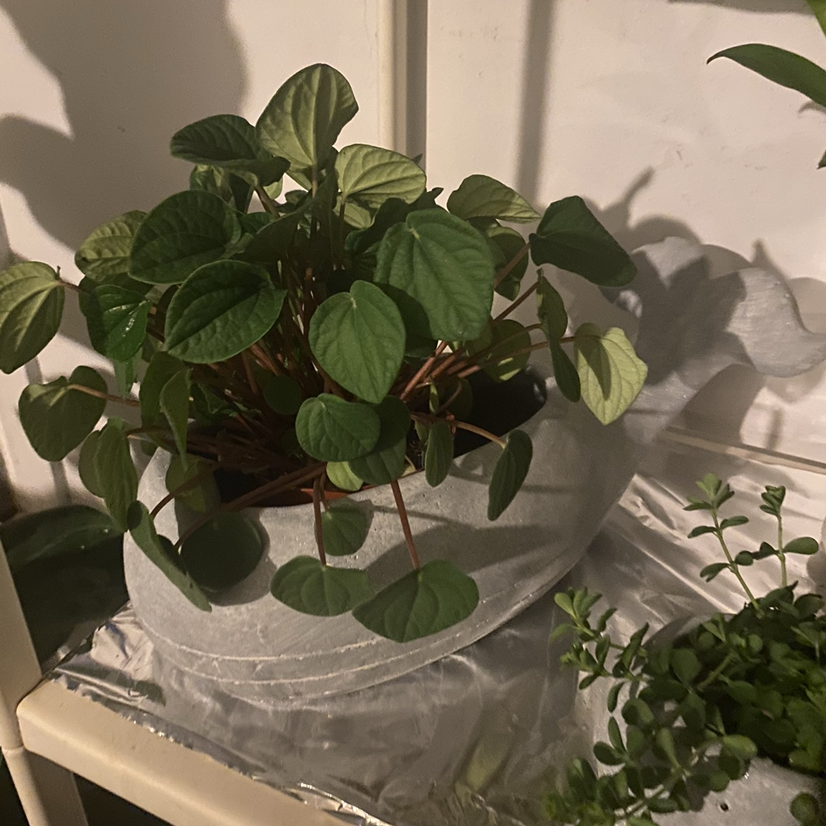 Healthy Rana Verde Peperomia plant with vibrant green leaves in a pot.